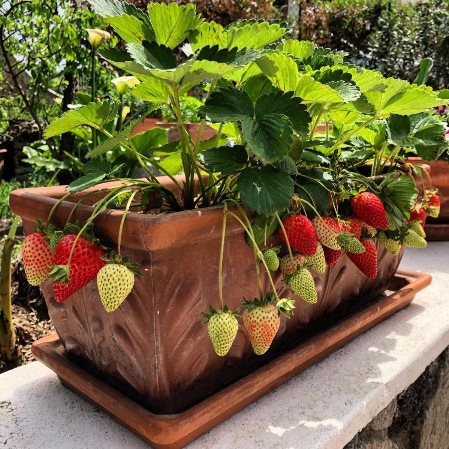 Lauricella Bed And Breakfast Lipari  Bagian luar foto